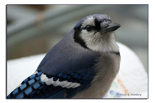 Going into Shock–Toes and Thumbs