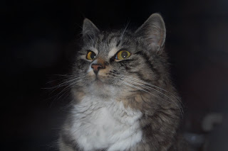 Cujo Satan Kitty UPDATED