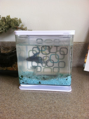 Sameer, the Muslim betta fish